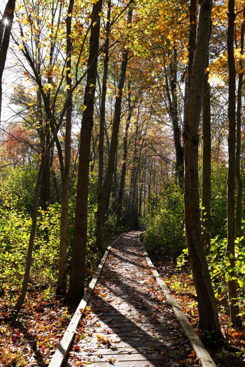 Free A serene path through a sunlit autumn forest with vibrant foliage and a wooden walkway. Stock Photo