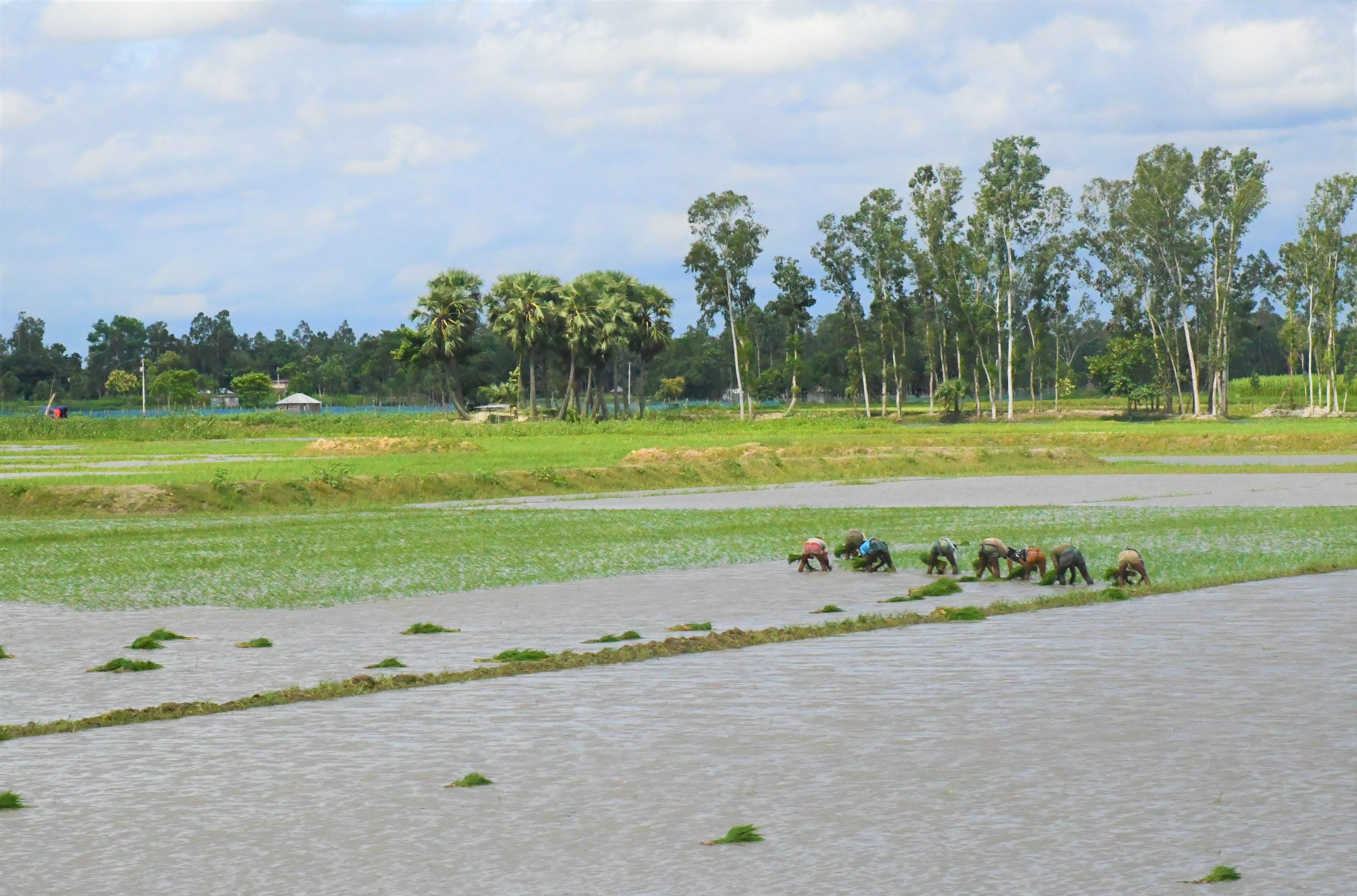 Farmers Planting Rice in Rangpur, Bangladesh · Free Stock Photo