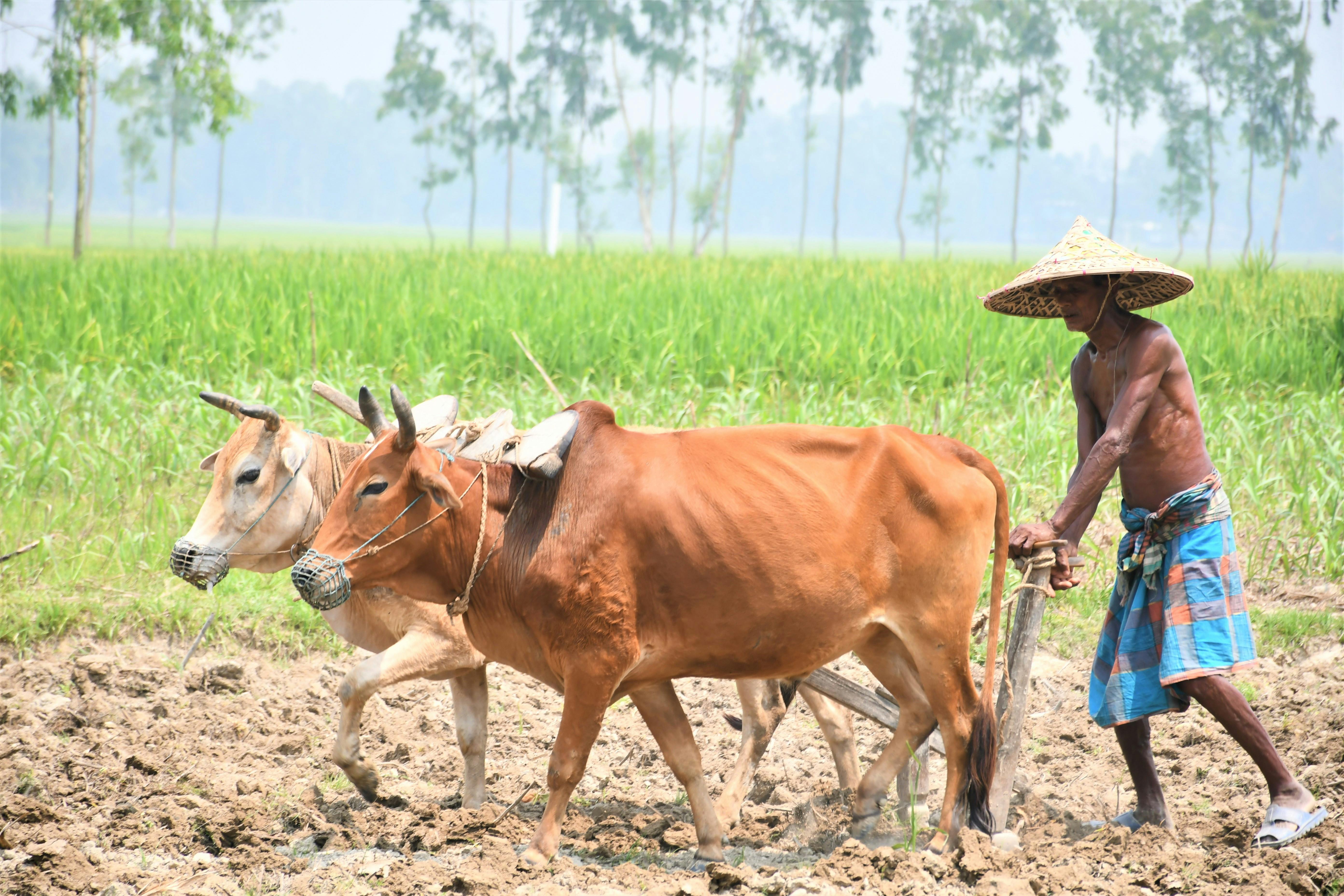 Many farmers utilize life insurance for farm financing — Photo by masudar rahman on Pexels