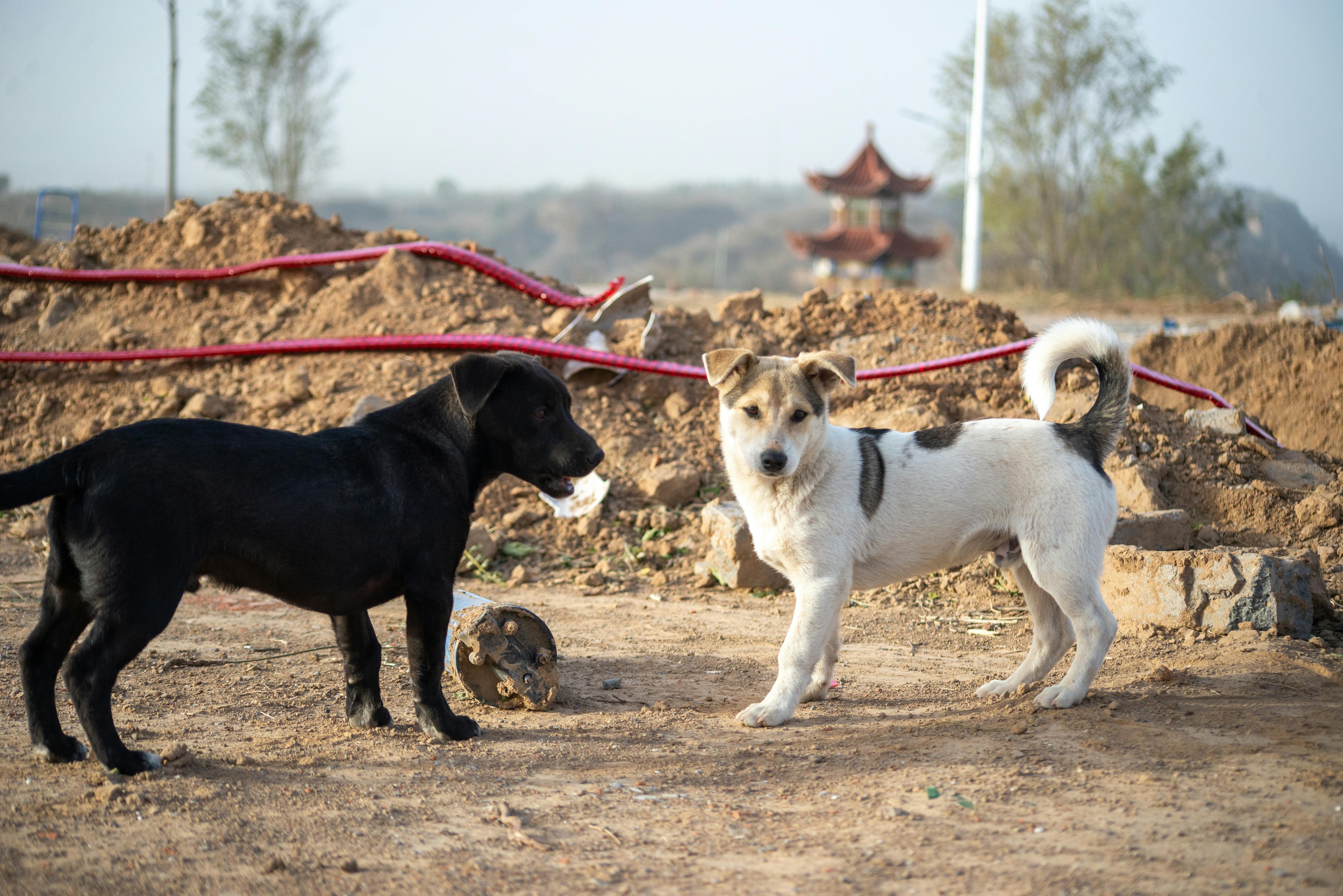 beijing pet technology — Photo by 大 董 on Pexels