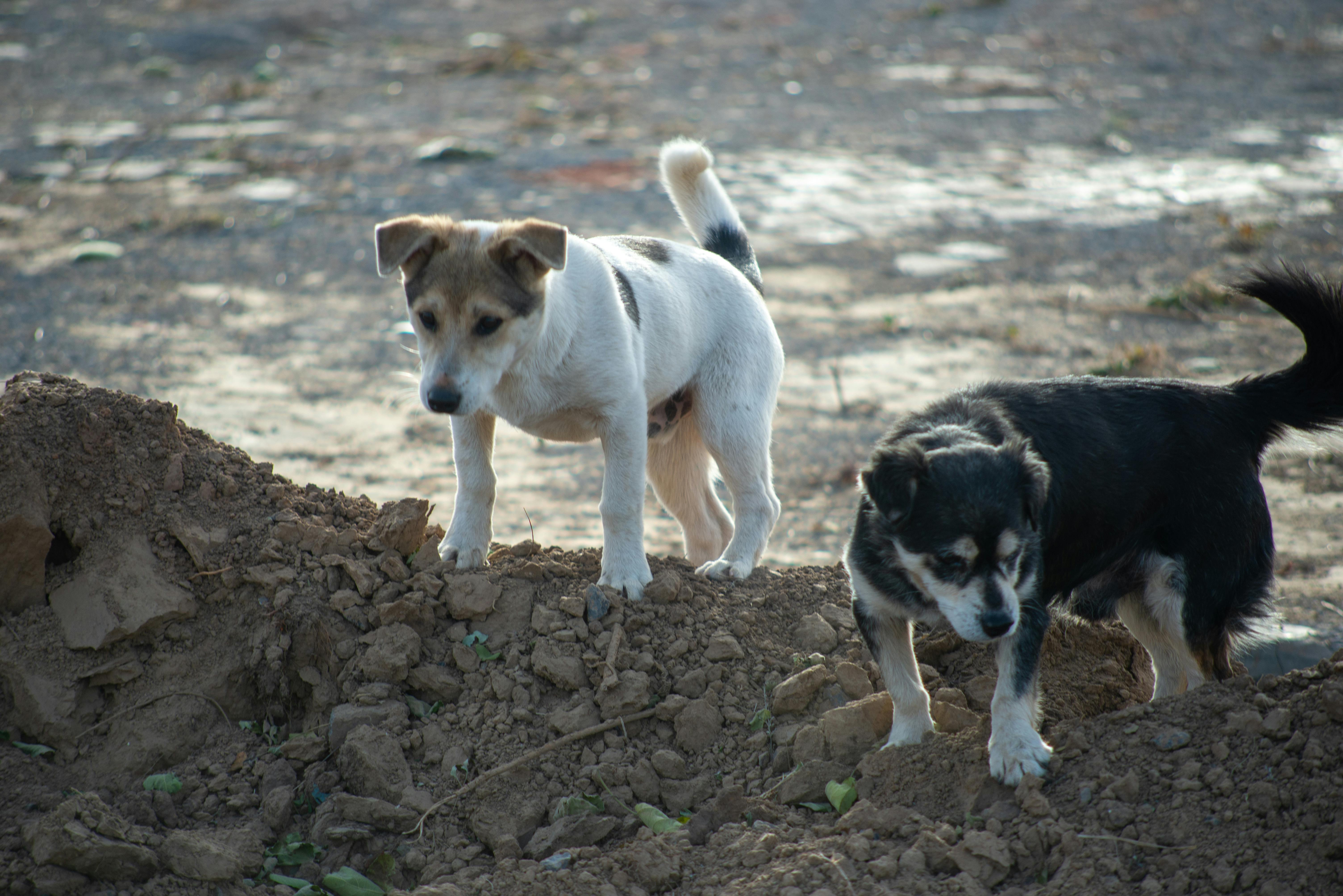 Why Do Some Dogs Have Drier Noses? Exploring the Variations in Canine Nasal Moisture