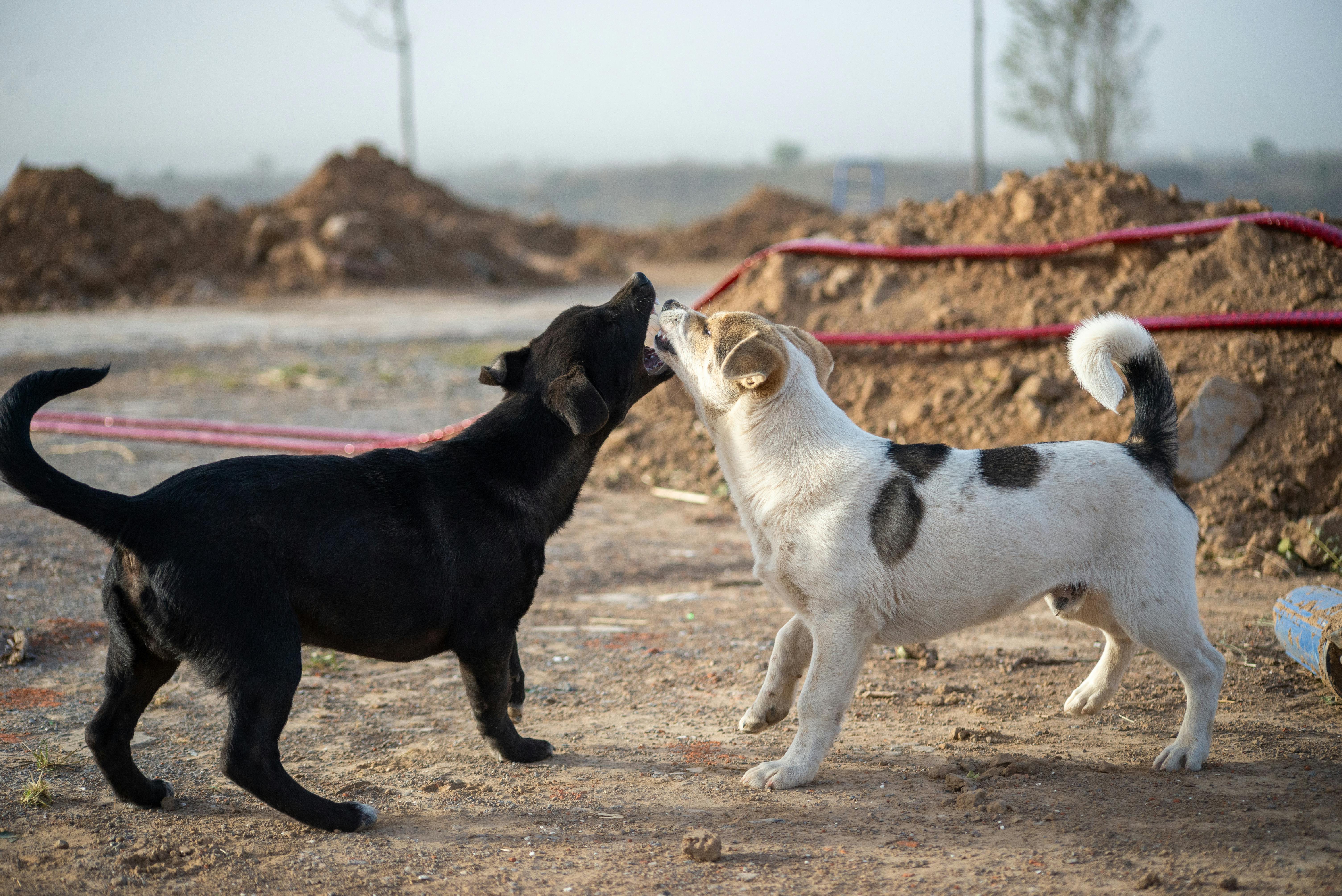 dog breeds