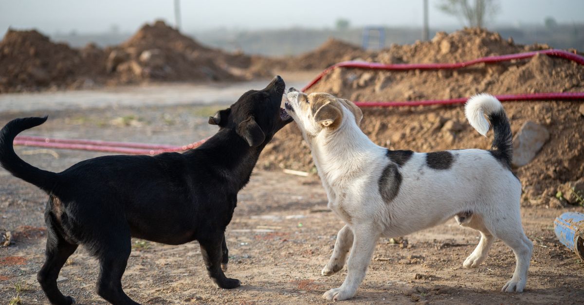 How to Prepare Your Dog for Overnight Pet Sitting: A Step-by-Step Checklist