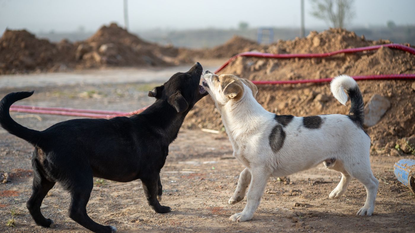 How to Stop Bad Behavior in Dogs (Barking, Biting, and Chewing)