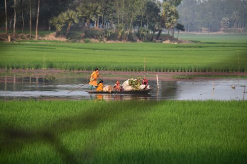 Free People navigating a canoe through lush green fields in Nawabganj, Bangladesh. Stock Photo