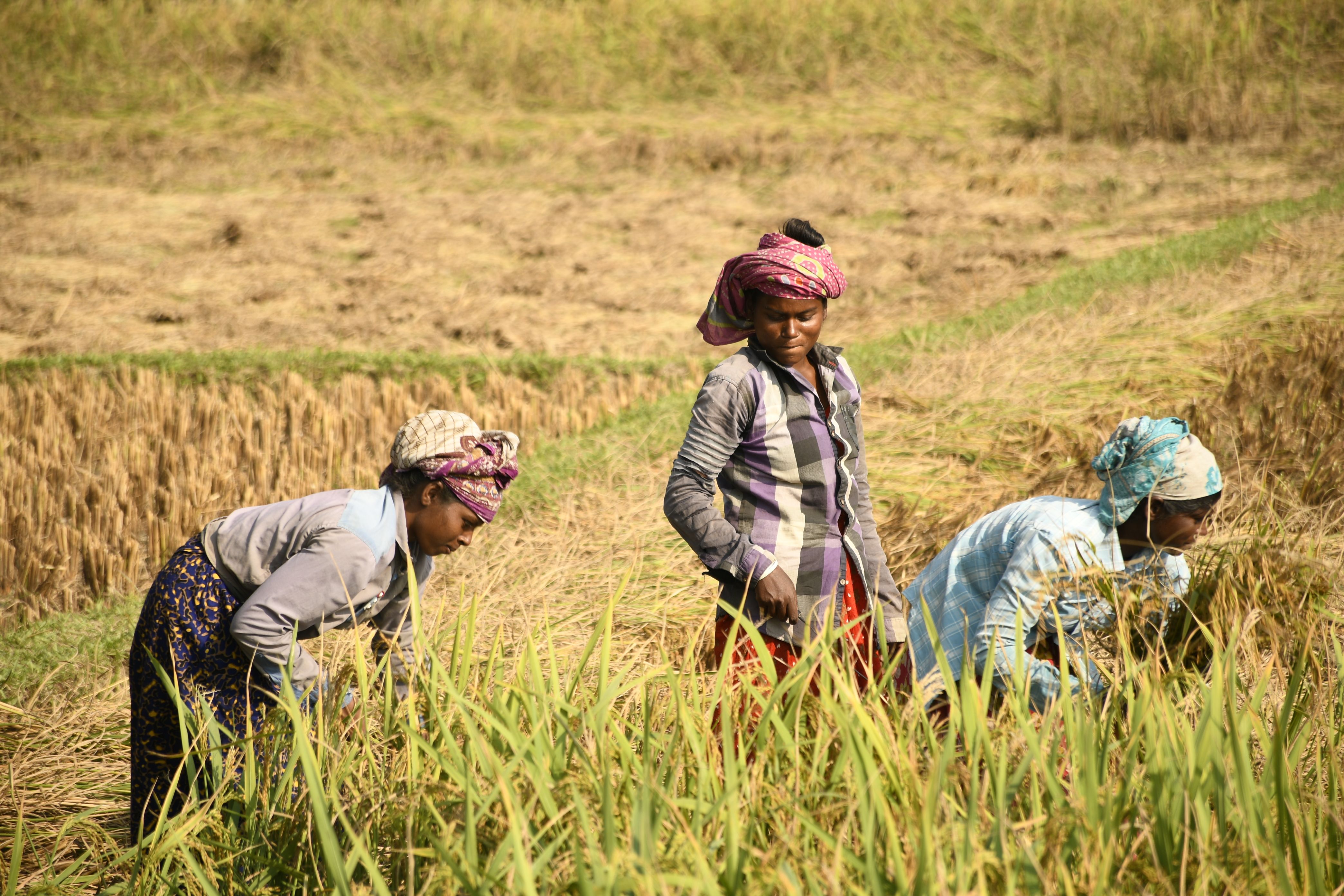 Women Harvesting Rice in Bangladeshi Field · Free Stock Photo