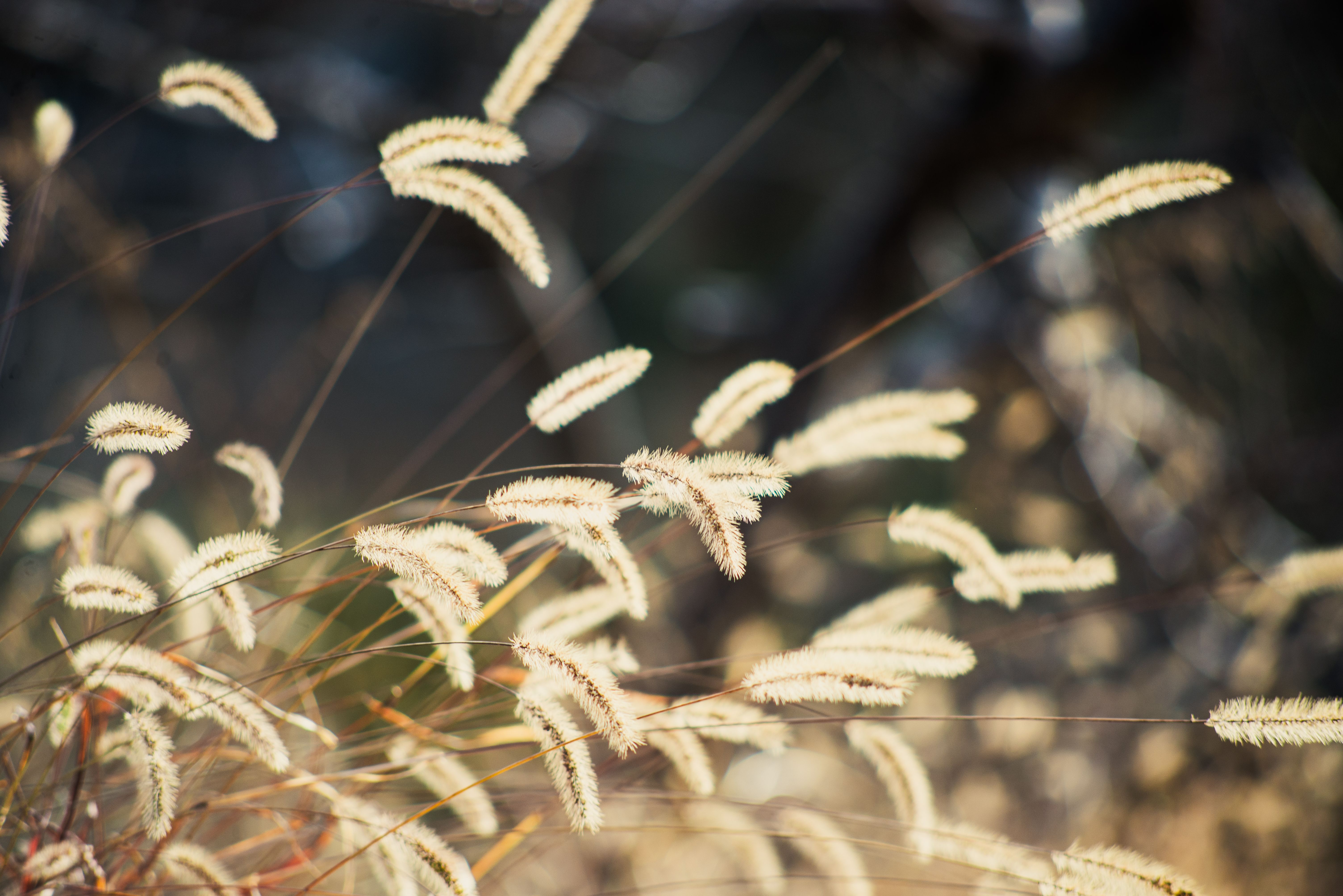 5 Best Grass Seeds in 2026