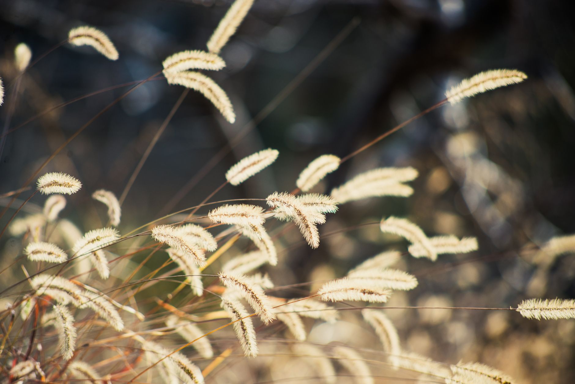 5 Best Grass Seeds in 2026