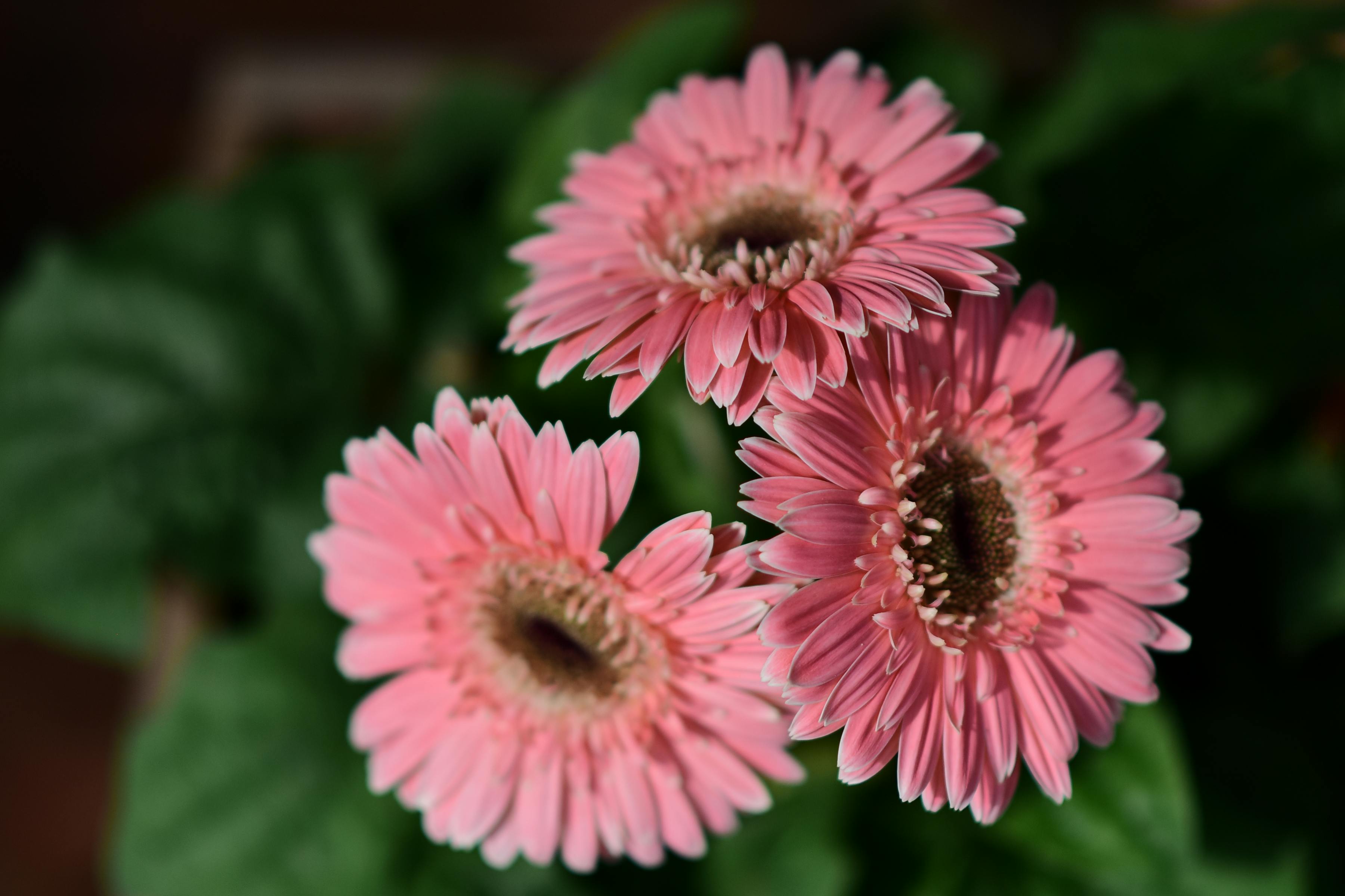 [ColoSach]-detailed-image-of-three-vibrant-pink-gerbera-daisies-with-green-leaves.