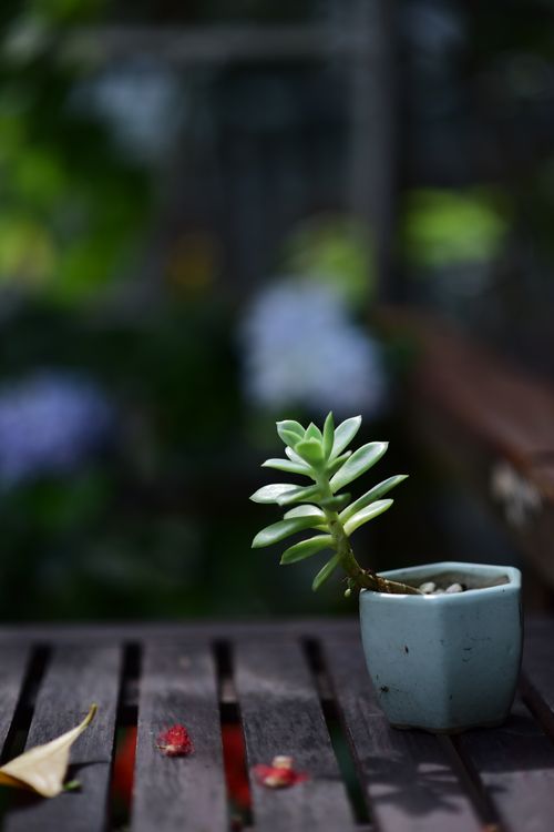 Free An artistic minimalist composition featuring a succulent in a pot on a wooden table outdoors. Stock Photo
