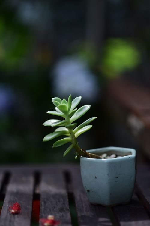 Free A succulent plant in a blue ceramic pot on a wooden surface, with a blurred green background. Stock Photo