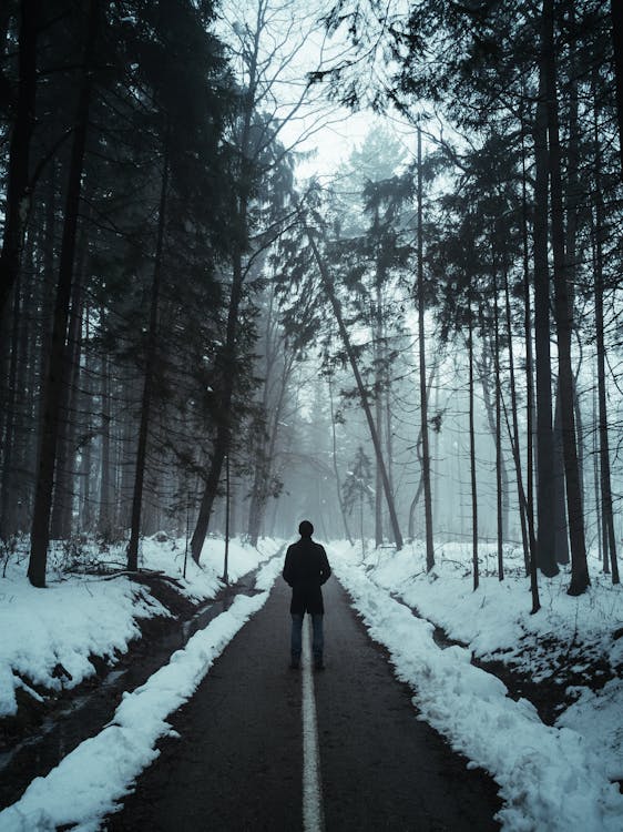 Free Back View of Person Standing on Country Road Between Trees Stock Photo