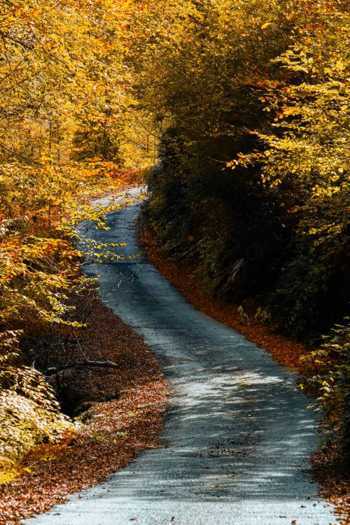Free Winding forest road surrounded by vibrant autumn foliage in a tranquil setting. Stock Photo