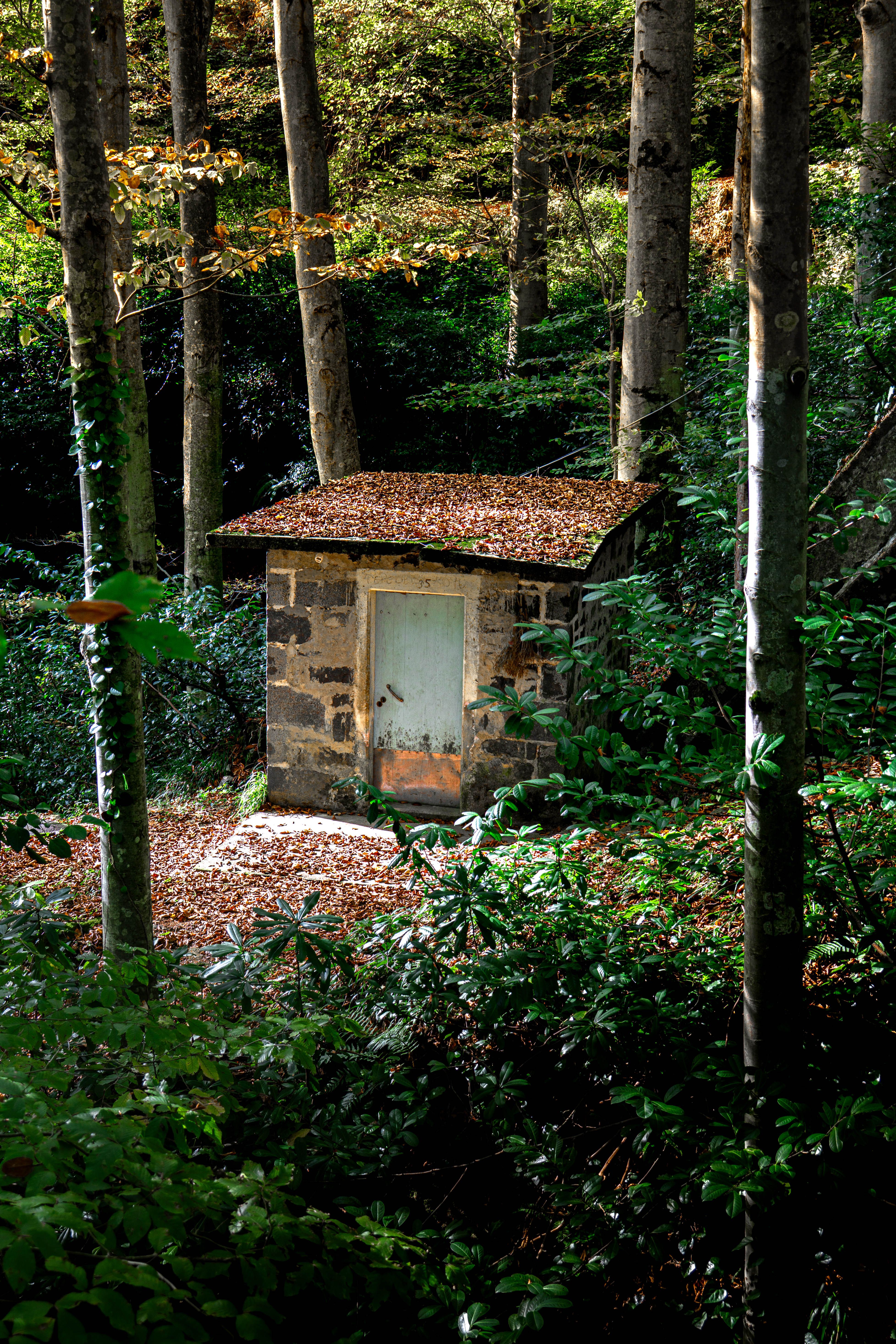 Rustic Stone Cabin in a Serene Forest Setting · Free Stock Photo