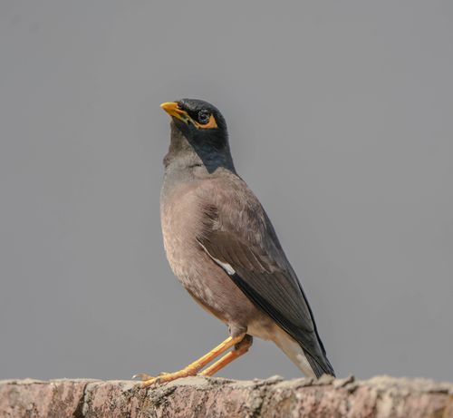 Free Close-up of a Common Myna bird standing on a brick wall against a neutral backdrop. Stock Photo