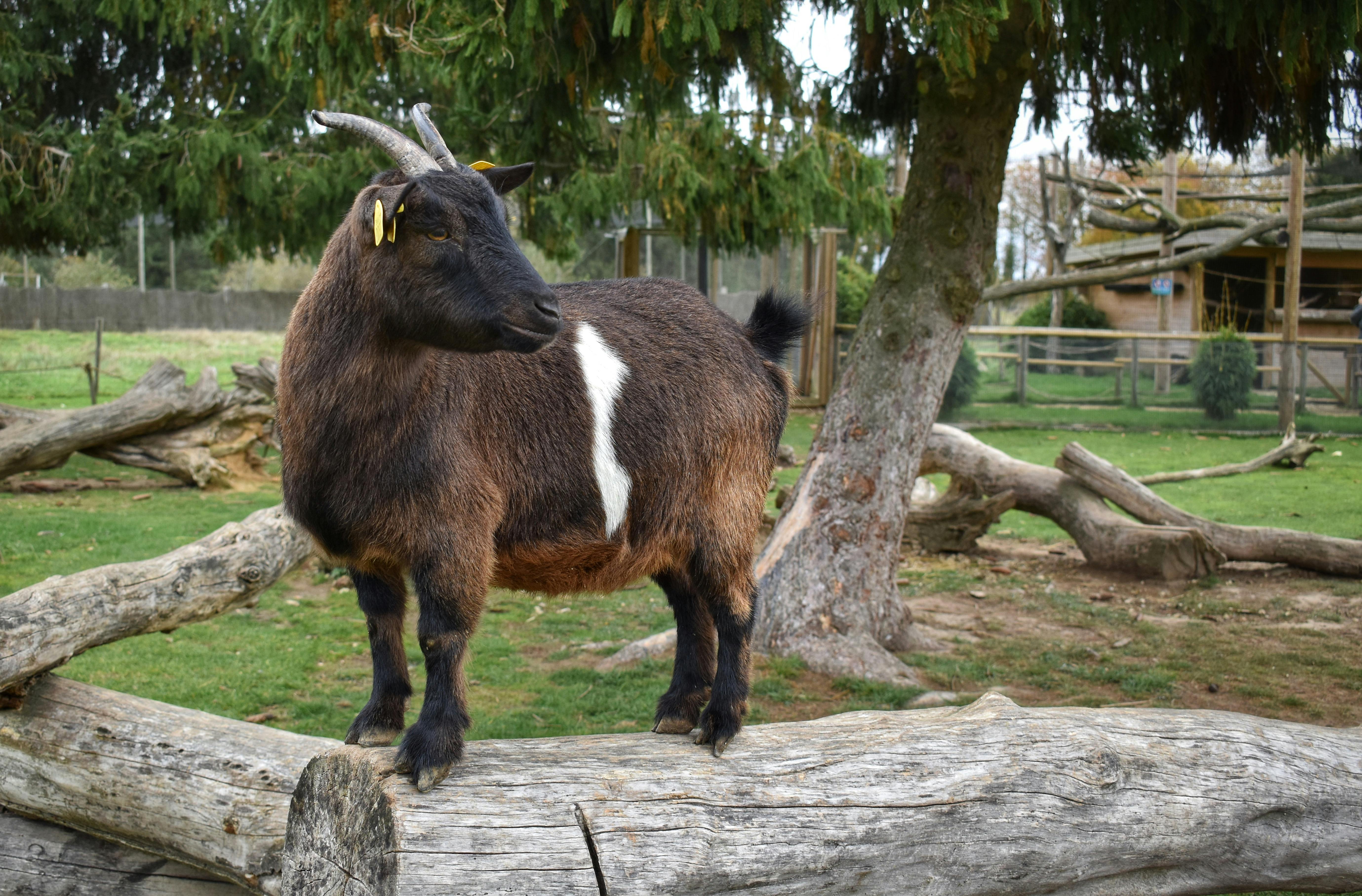 grátis Uma cabra doméstica está de pé, confiante, sobre um tronco em um cenário rural rústico. Foto profissional