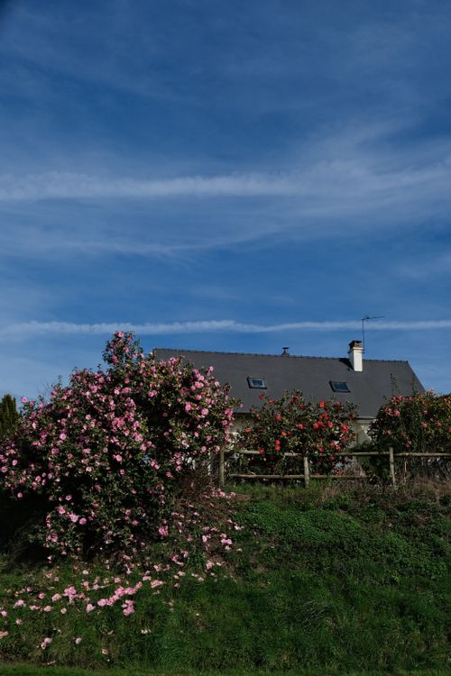 Free Countryside house surrounded by vibrant rose bushes under a clear blue sky. Stock Photo
