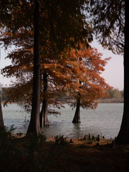 Bald cypress trees in vibrant autumn colors by a peaceful lakeside.
