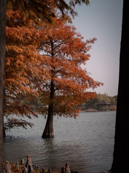 Free A vibrant cypress tree with fall leaves stands in a tranquil lake, framed by trees. Stock Photo