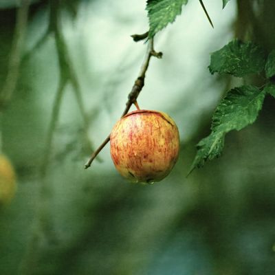 Ripe cider apple on the branch in an orchard — photo by DANNIEL CORBIT on Pexels