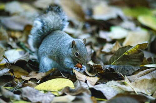 Free Close-up of a gray squirrel munching on a nut surrounded by fall leaves. Stock Photo