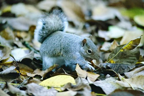 Free A grey squirrel searches for food among colorful fallen autumn leaves. Stock Photo
