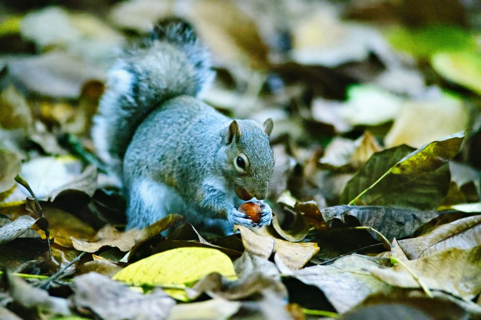 科学者も驚いた「動物の謎行動」、解明されたら人間より賢かった件