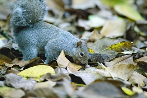 Free An Eastern Gray Squirrel foraging through vibrant fall leaves in a serene outdoor setting. Stock Photo