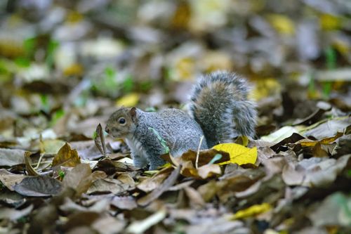 Free Adorable grey squirrel foraging among colorful autumn leaves outdoors. Stock Photo