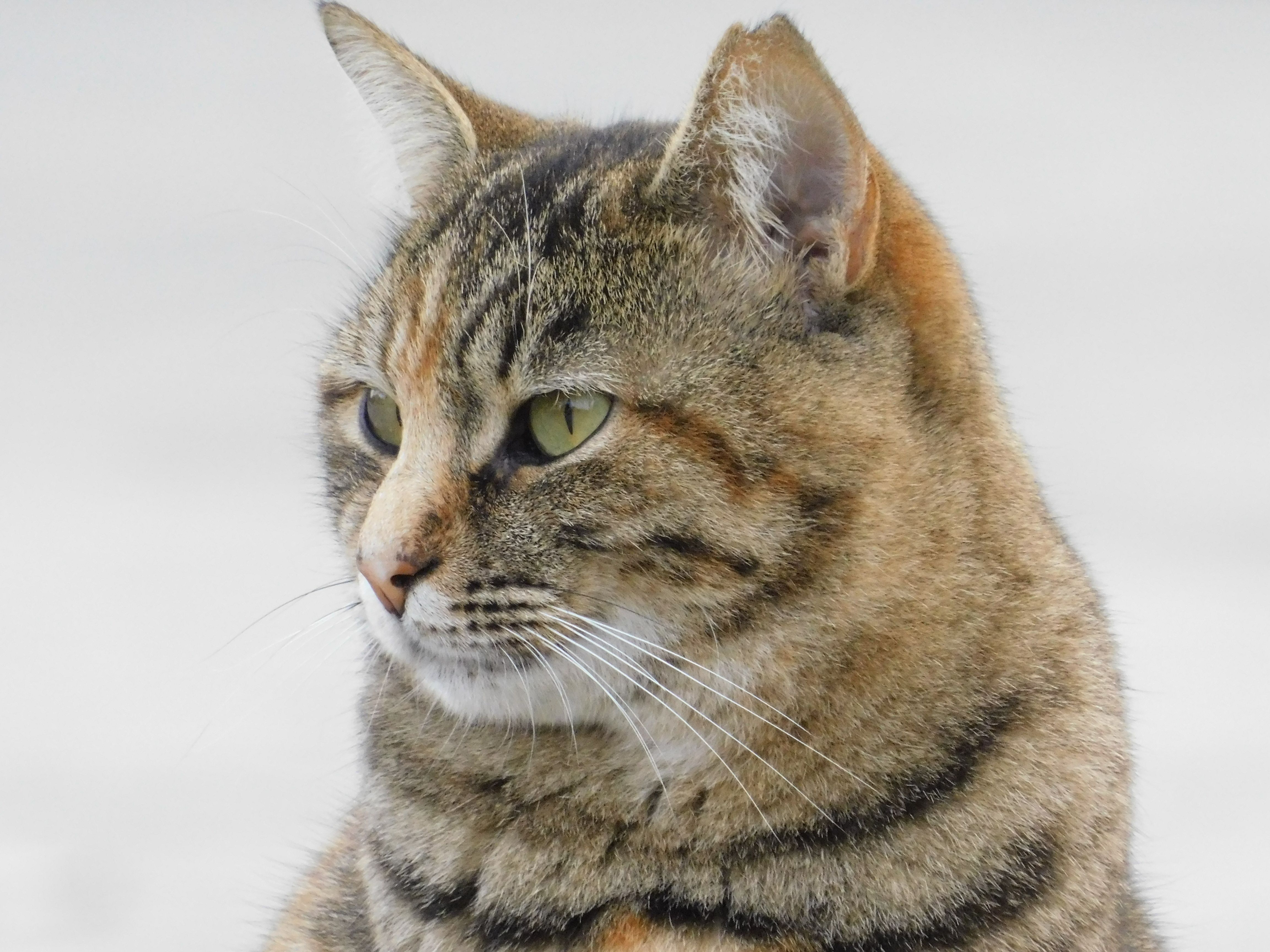 Veterinary care for a cat