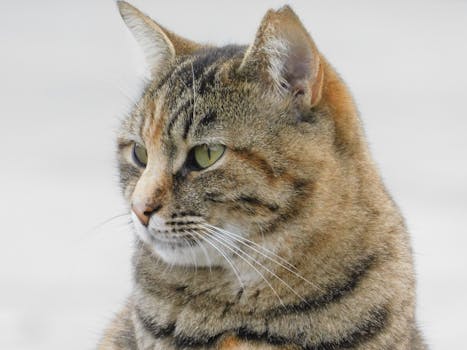 Un ritratto dettagliato di un gatto soriano che osserva attentamente l'ambiente circostante a Istanbul.