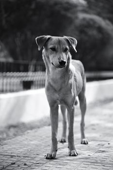 dog photo