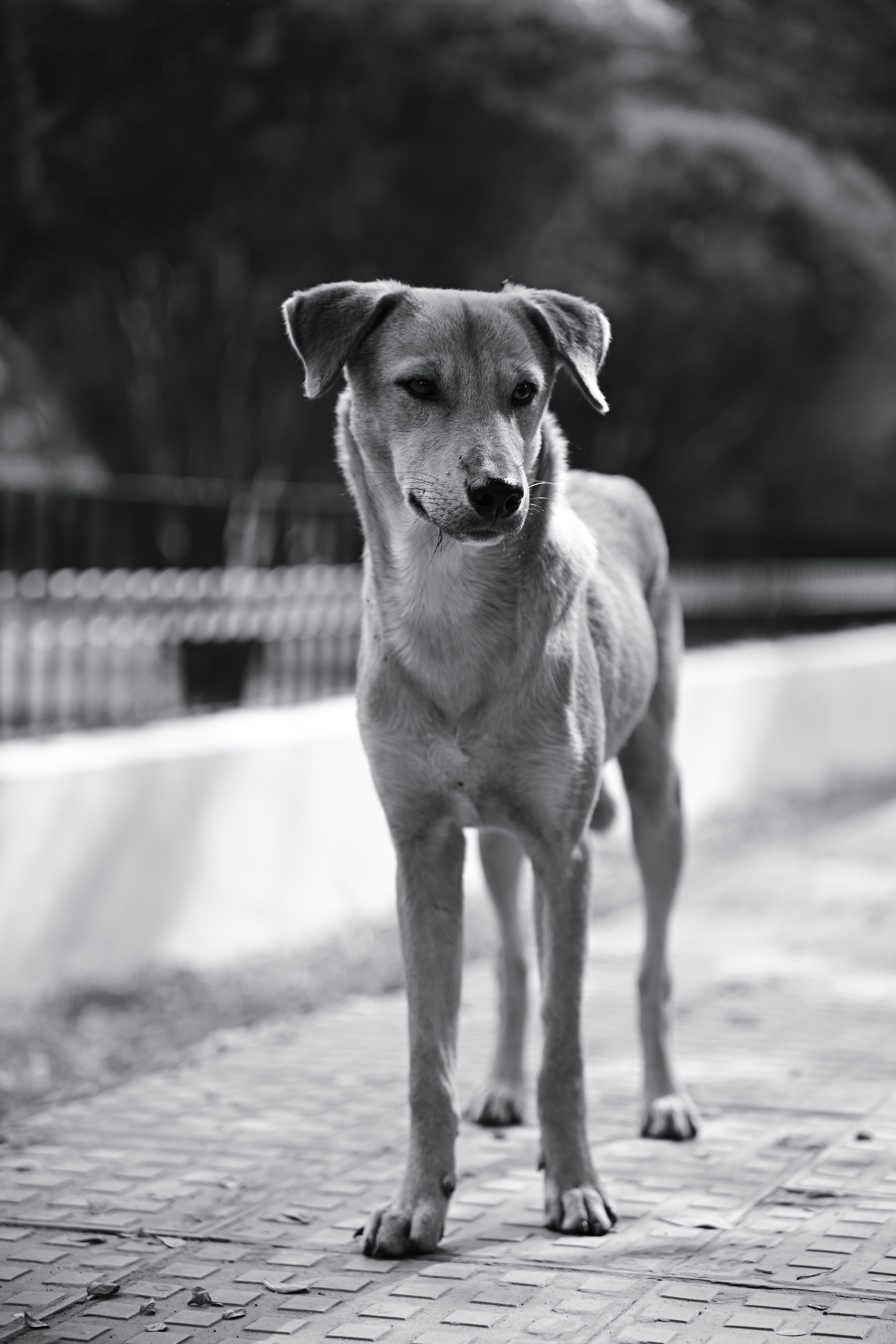 Elegant Black and White Stray Dog Portrait · Free Stock Photo