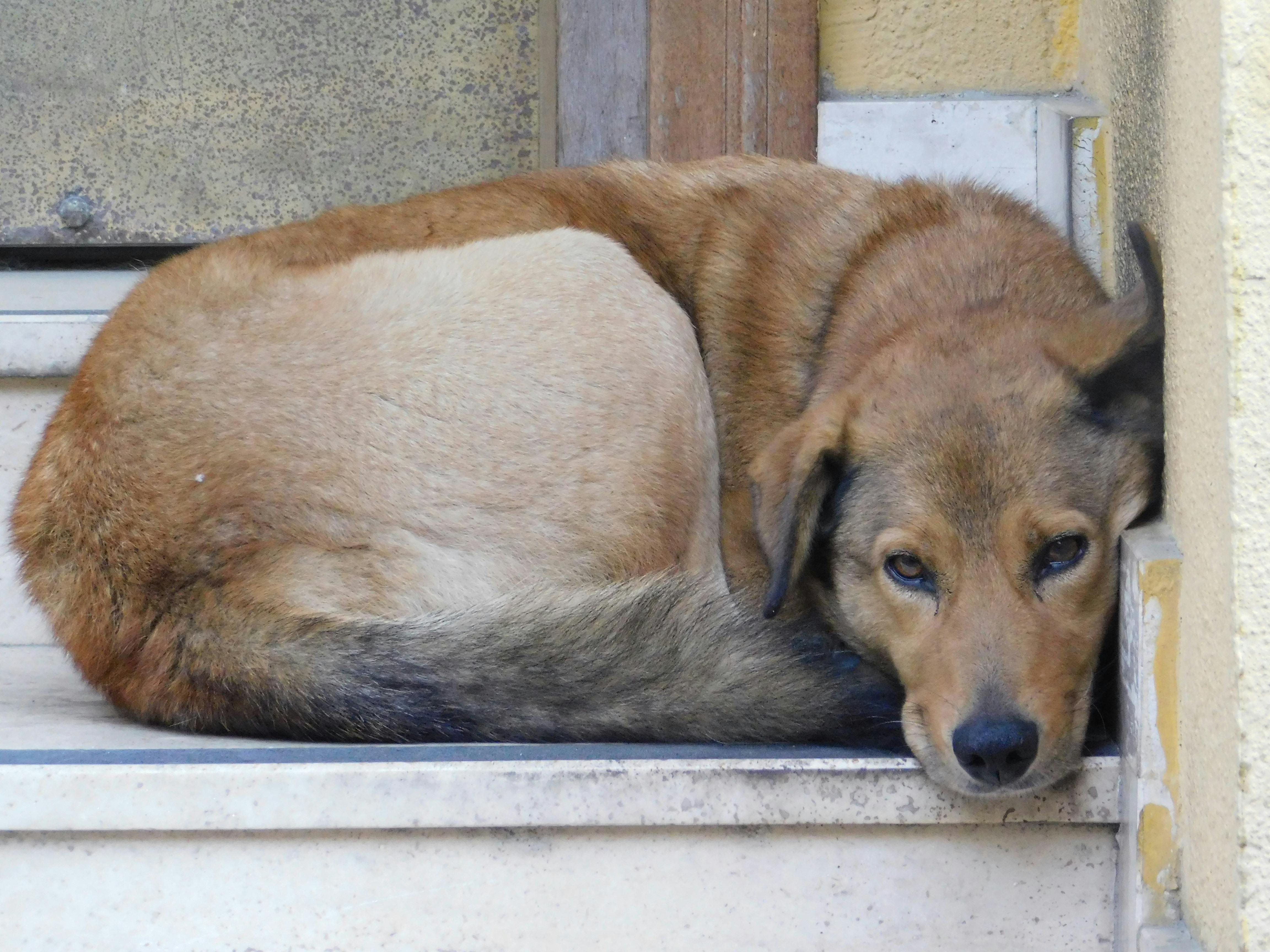 Keep Your Dog Calm: Thunderstorms & Fireworks 2026 Guide