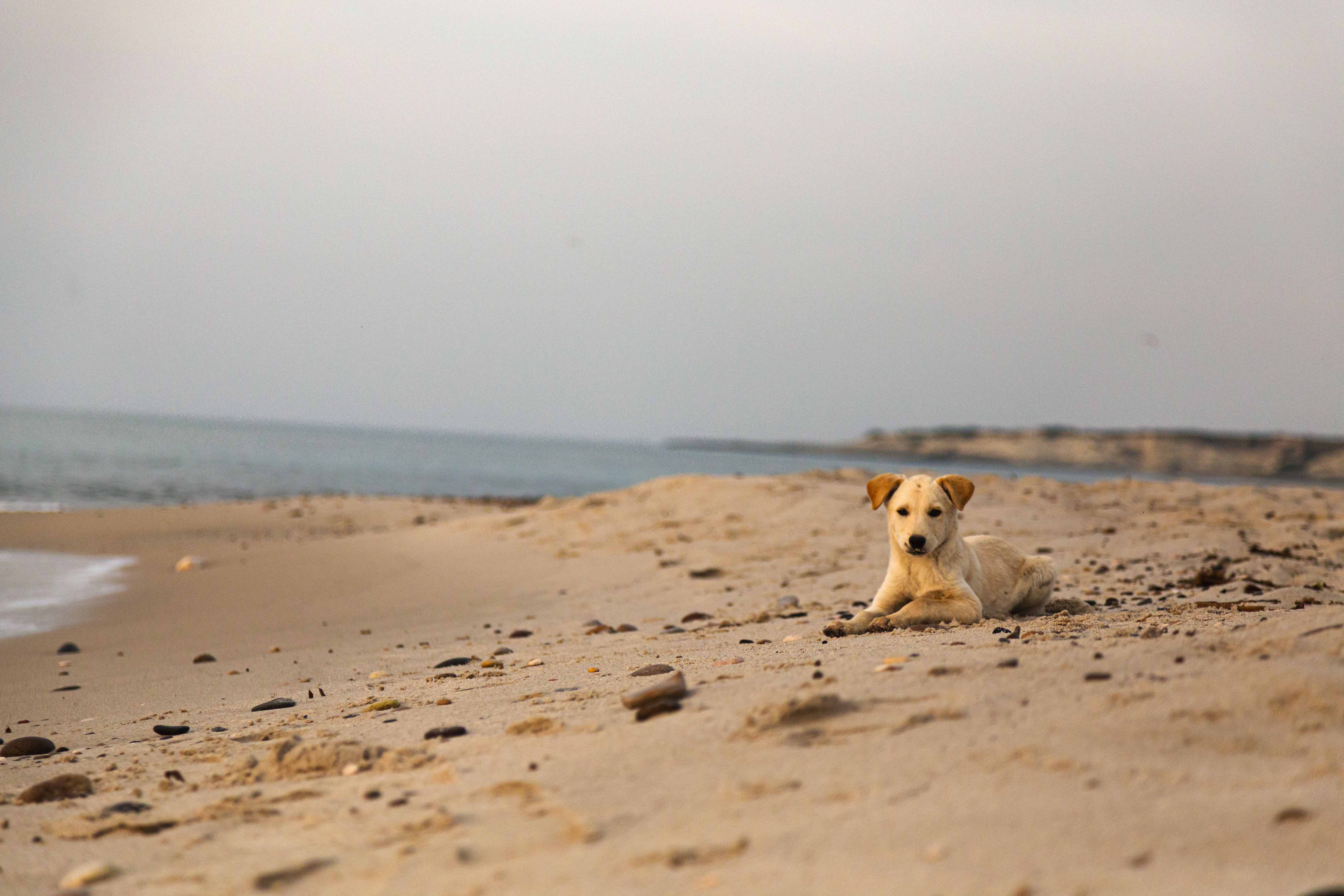Veterinary care for a dog