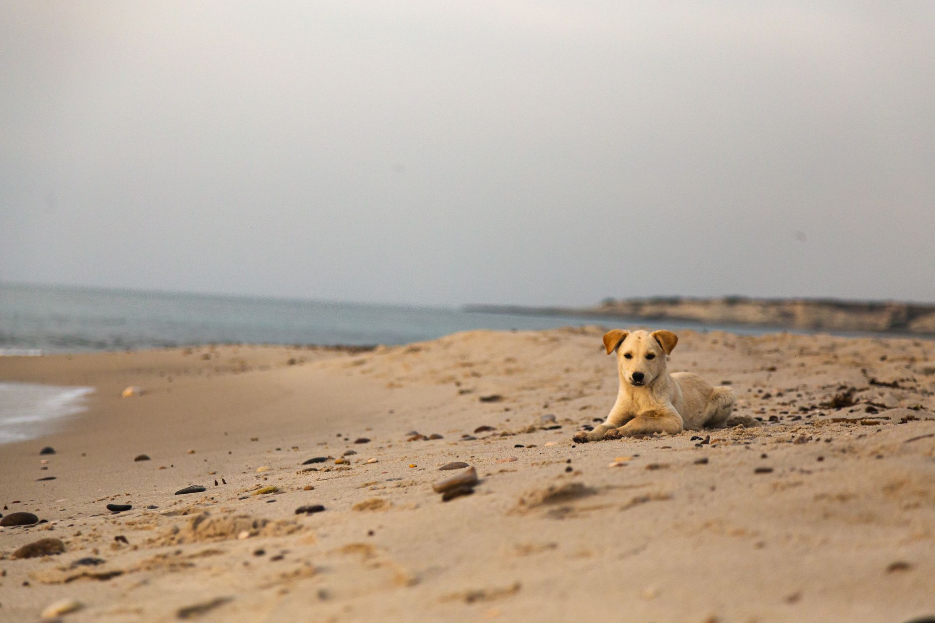 Veterinary care for a dog