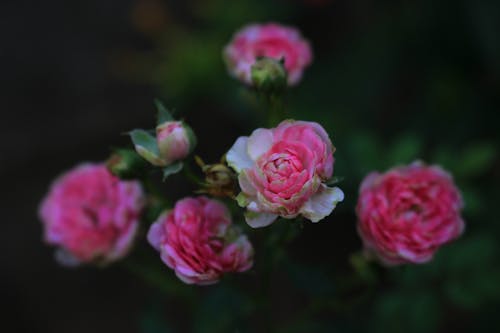 Close up of Pink Roses