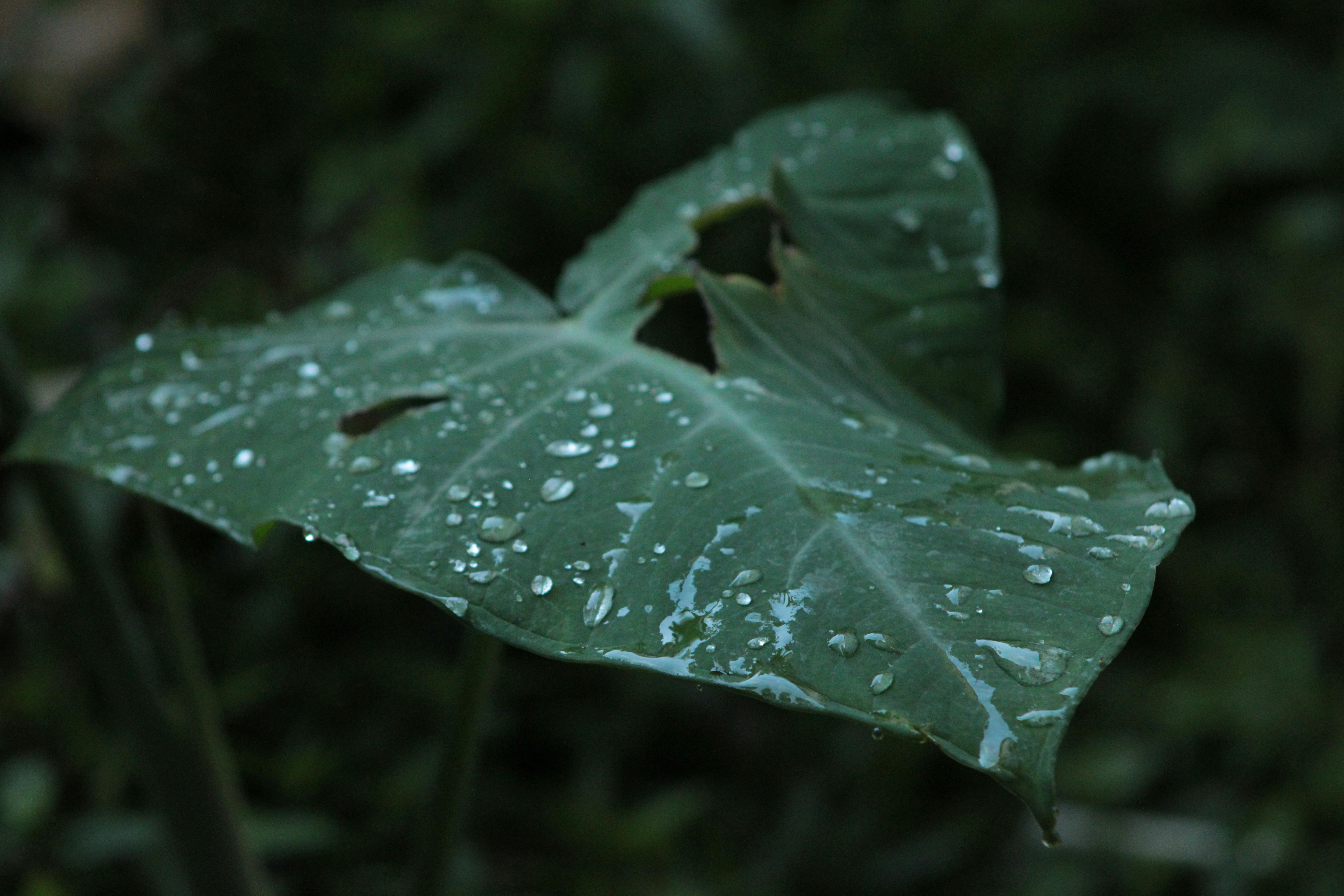 Lluvia Ácida: Ecosistemas, Consecuencias y Mitigación