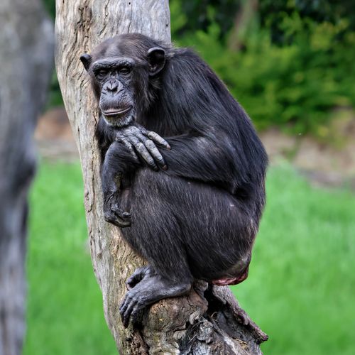 Free A thoughtful chimpanzee sits on a tree in its natural habitat, showcasing its serene environment. Stock Photo