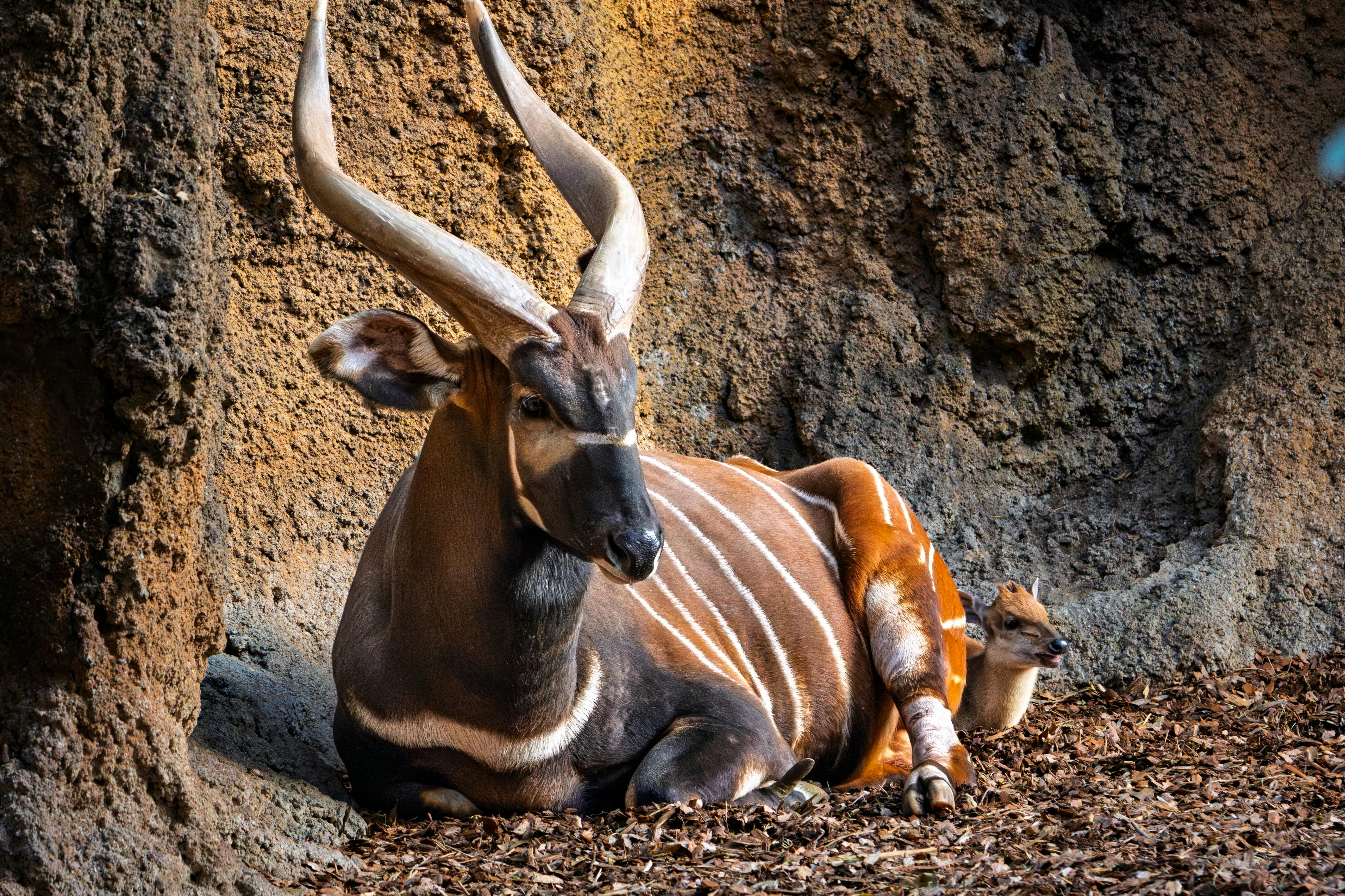 grátis Um antílope bongo descansando em um recinto rochoso, exibindo marcas únicas. Foto profissional