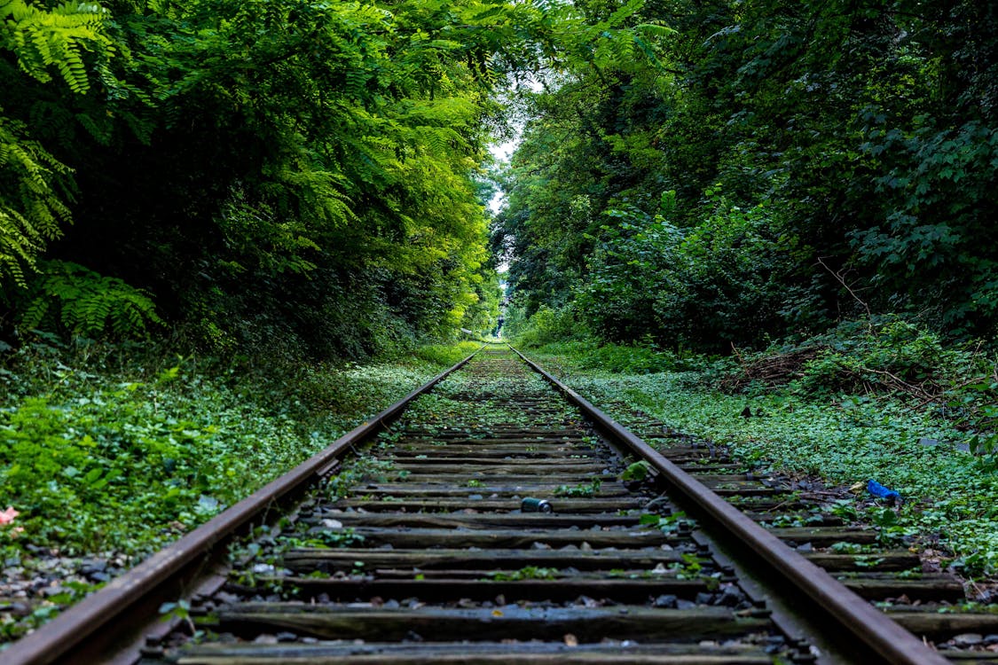 Railway Surround by Trees