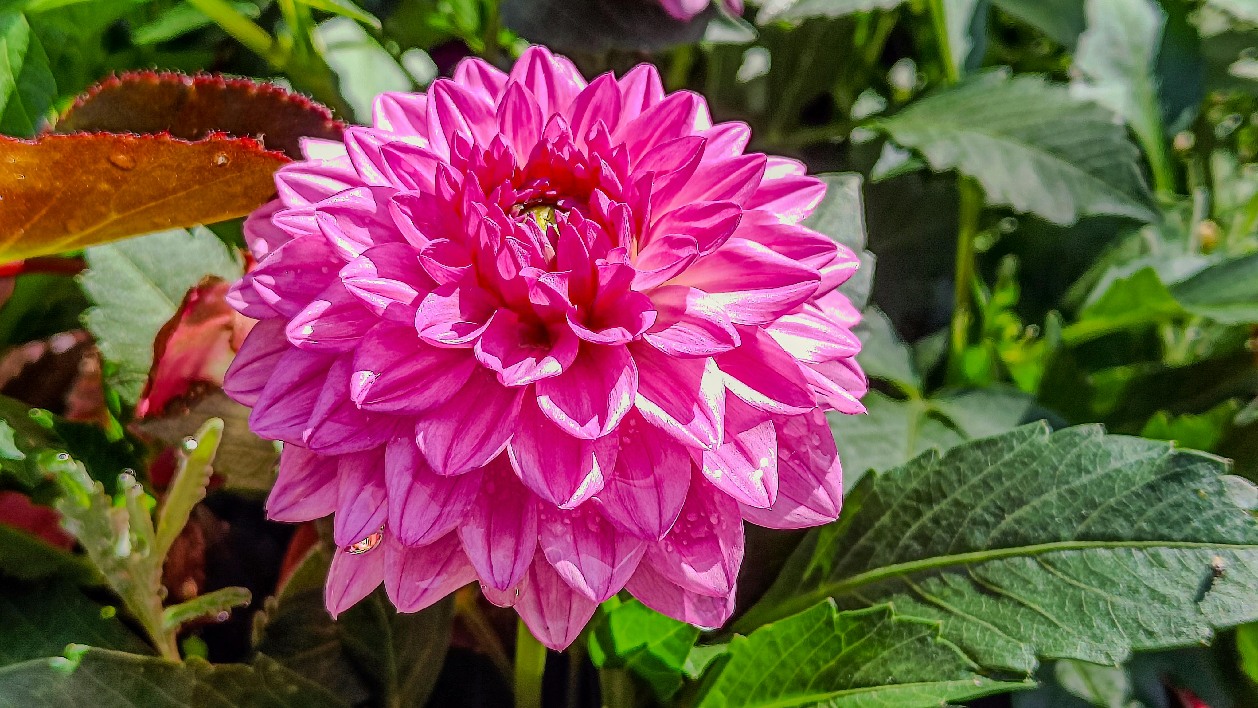 Pequi (*Caryocar brasiliense*): Propagación y Adaptación Agronómica