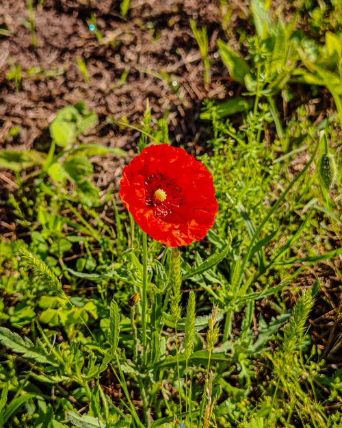 Free Bright red poppy flower blooming amidst green foliage in a sunny garden setting. Stock Photo