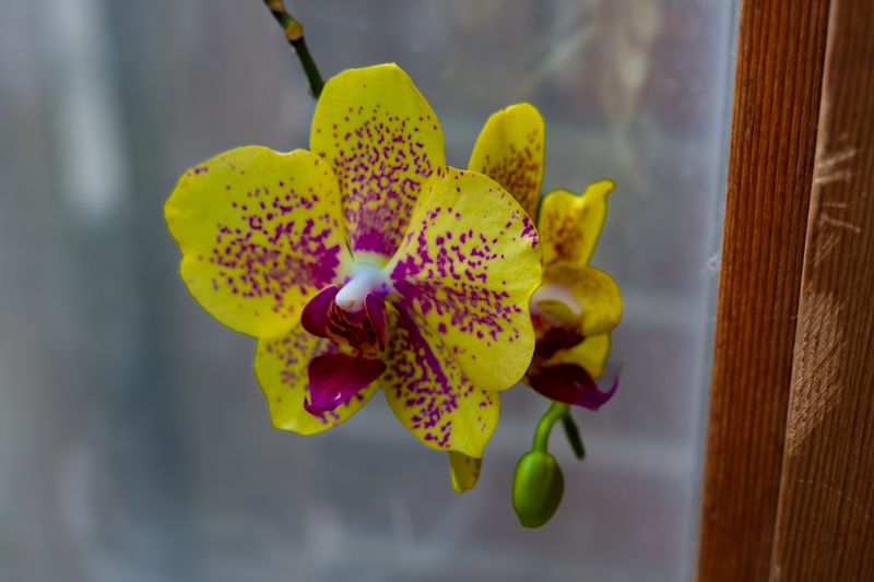 Close-up of a vibrant yellow orchid with purple spots against a blurred background indoors.