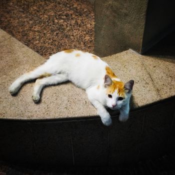Cat – A cat can be as your lovable pet because it will always keep you entertaining