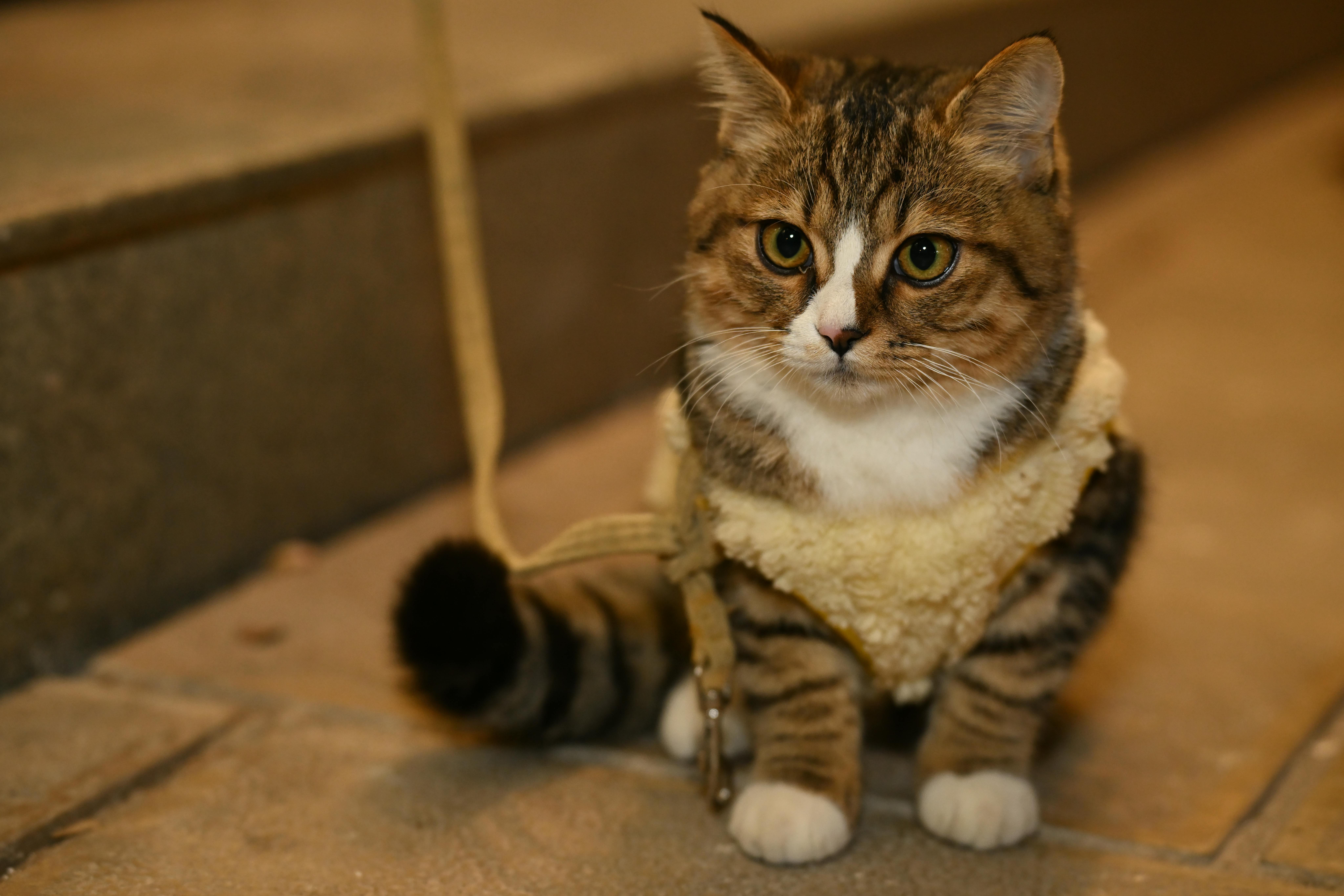 beijing pet technology — Photo by yun zhu on Pexels