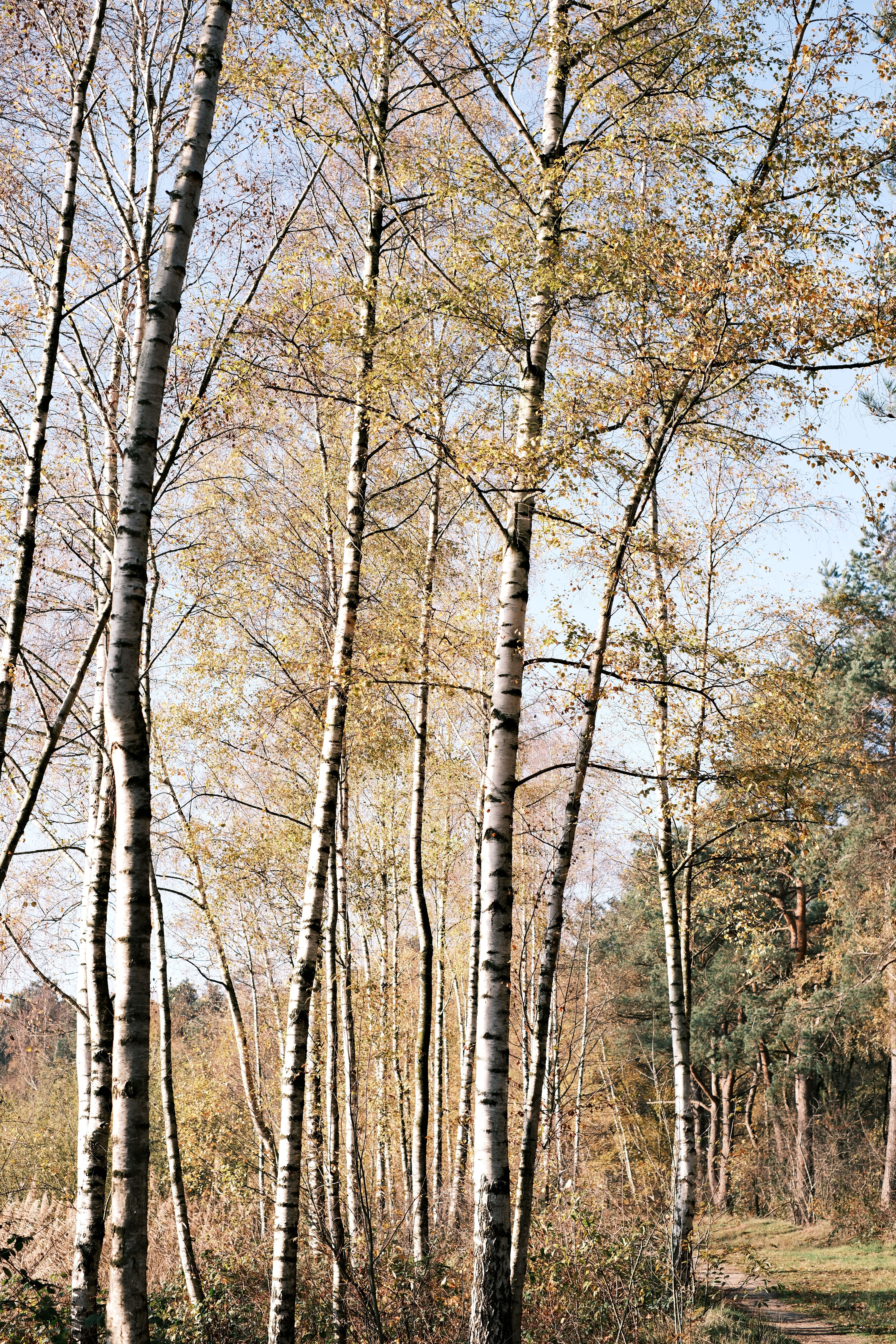 Serene Autumn Birch Forest Pathway · Free Stock Photo