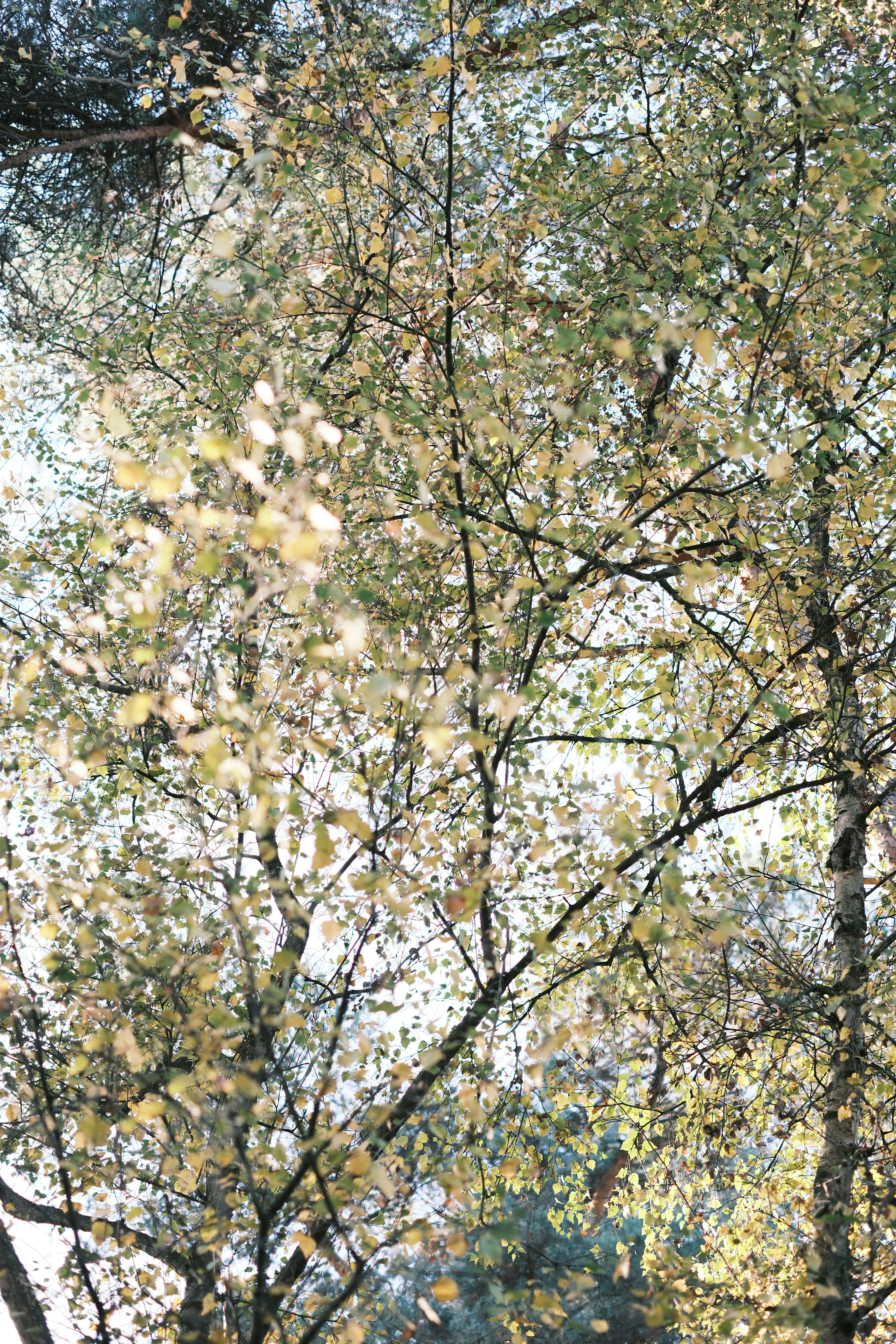 Seasonal Changes and Your Dog’s Nose: Why Wetness Varies Throughout the Year