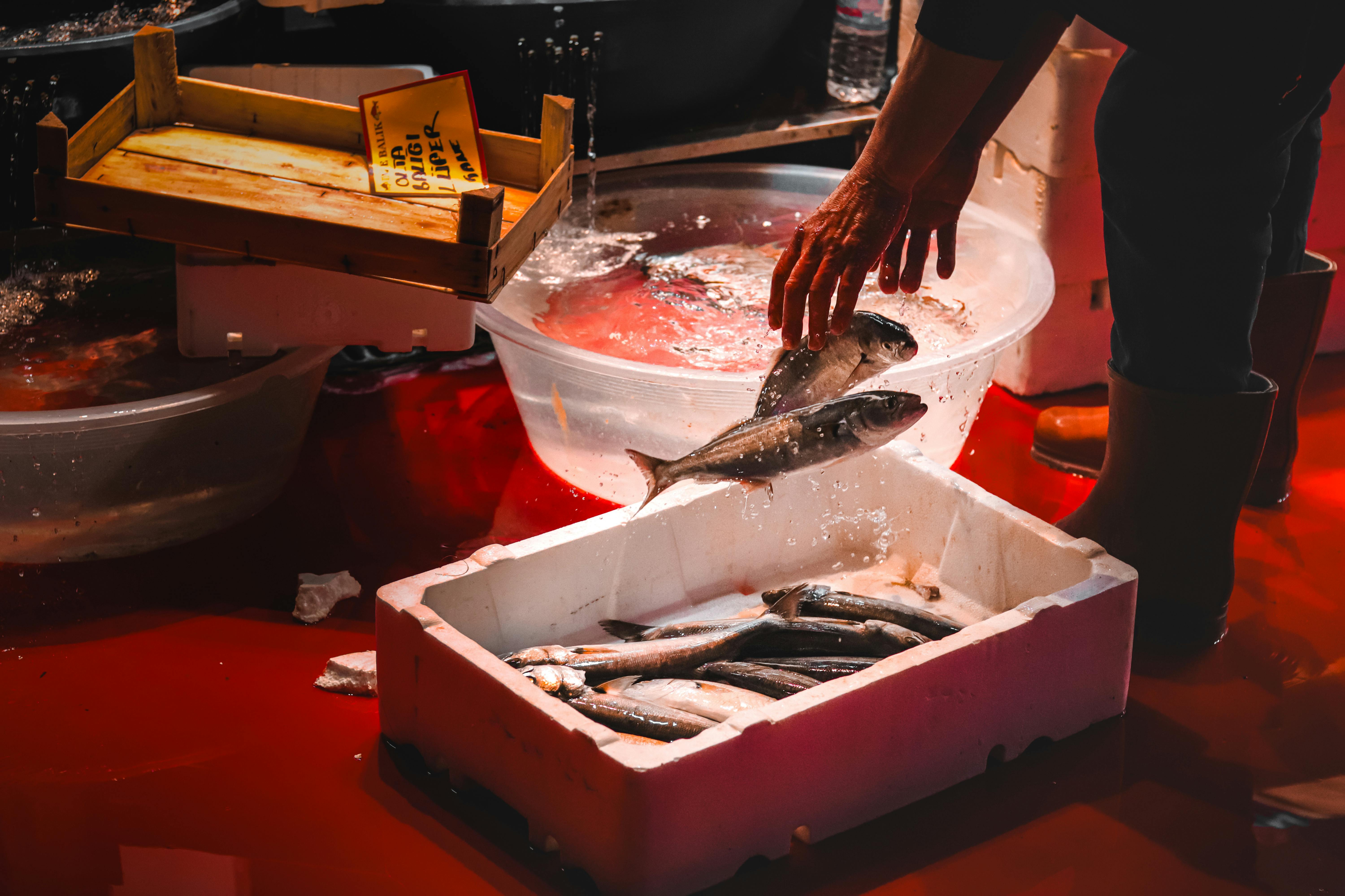 Driving Sustainable Innovation with Green Solutions