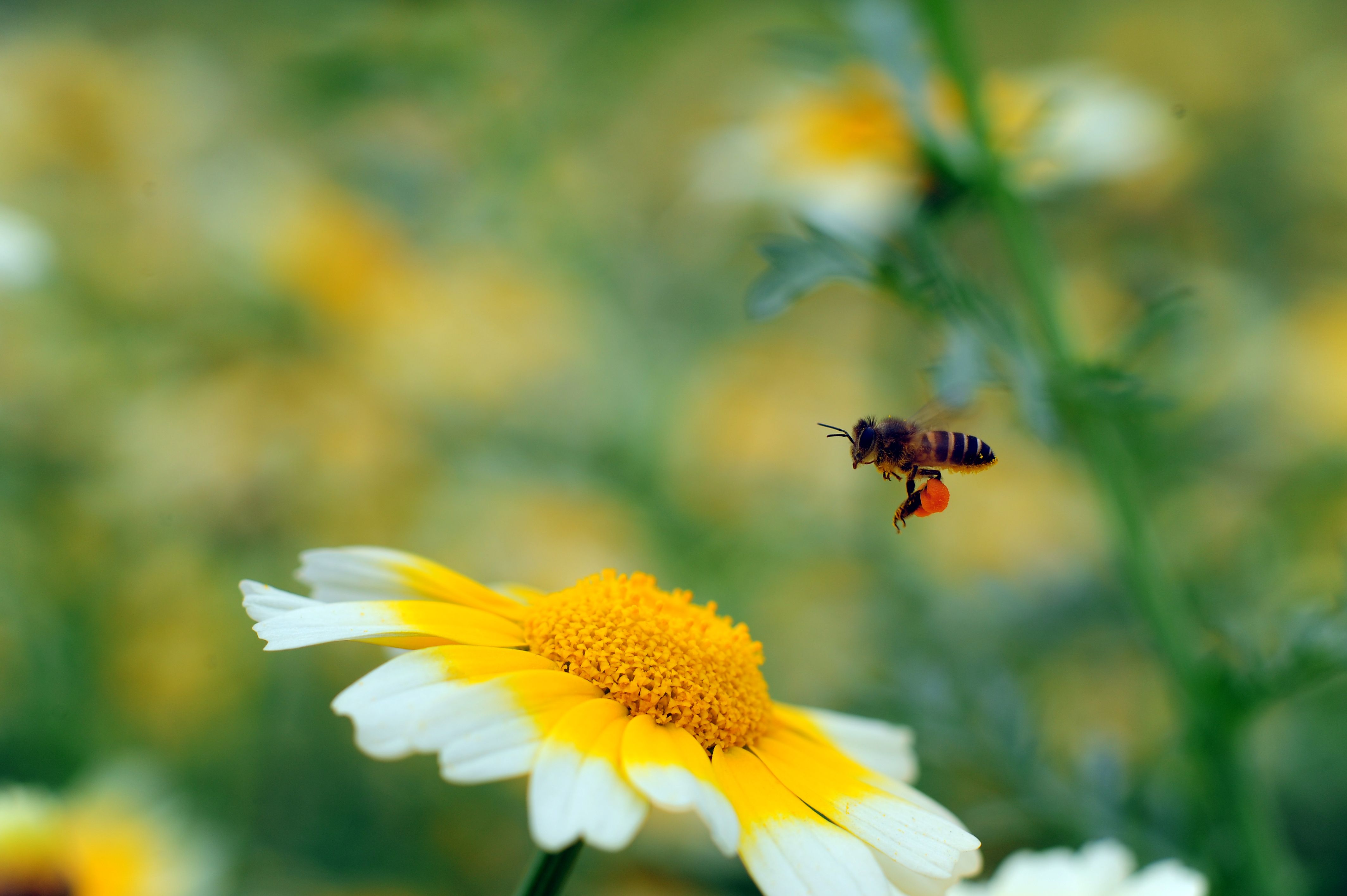 Ark Valley Civics Bee Competition to Send Three Local Students to State — Photo by TUAN PHAN on Pexels